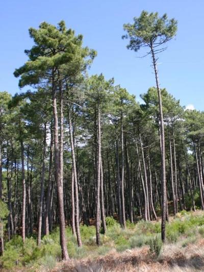 Mobil Home 6 Personnes Foret Des Landes Mimizan Luaran gambar